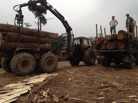 Gỗ làm mộc nhân